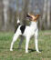 Parson russell terrier stoi wysoko, pokazując swoje wspaniałe, długie nogi