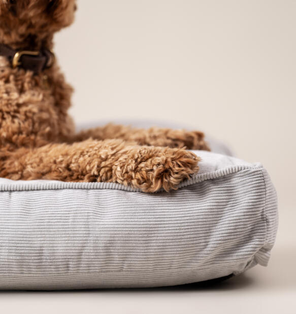 Zbliżenie psa odpoczywająceGo na sztruksowym leGowisku dla psa z poduszką z kamyków
