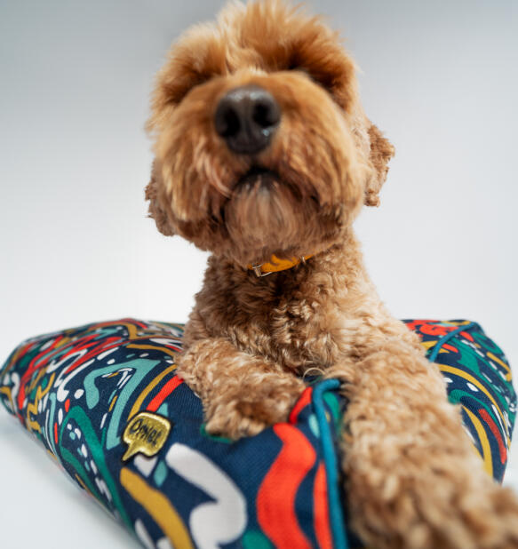 Brązowy labradoodle na poduszce leGowisko dla psa