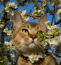 Kot pixie bob szukający przygód na drzewach