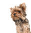 Piękny, mały yorkshire terrier o zdrowej, długiej sierści i guzikowym nosie