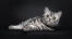 Uroczy kot brytyjski krótkowłosy srebrny tabby leżący na ciemnym tle