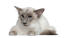 Kot balijski leżący na białym tle
