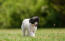 Uroczy, mały szczeniak rasy chiński grzebieniasty, spacerujący po trawie