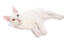 Kot khao manee leżący na białym tle