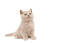 Kotek brytyjski krótkowłosy colourpoint siedzący na białym tle