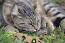 Duży kot górski z kędzierzawymi uszami i wielopalczastymi łapami