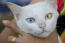 ładny kot khao manee z jednym żółtym i jednym niebieskim okiem