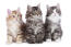 Trzy śliczne kocięta kota norweskieGo leśneGo