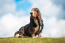 Uroczy, mały basset hound, pokazujący swoje duże, klapnięte uszy i długi nos