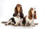 Dwa dorosłe psy rasy basset hound siedzące wyGodnie