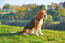 Szczeniak beagle, o pięknej, krótkiej, gęstej sierści