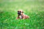 Bardzo uroczy szczeniak owczarka belgijskieGo (malinois) na trawie
