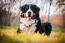 Piękny dorosły berneński pies górski, leżący w trawie