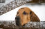 Bloodhound opierający głowę na bramie w Snow
