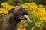 Zbliżenie na odsunięte do tyłu uszy i krótki nos bullmastiffa