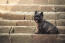 Piękny, mały, czarny cairn terrier siedzący grzecznie na schodach