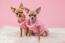 Dwie GorGeous chihuahuas ubrane na różowo
