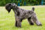Kerry blue terrier prezentuje swoją piękną, gęstą, wełnistą sierść