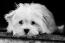 Młody szczeniak rasy lhasa apso o wspaniałej, długiej, białej sierści