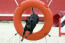 Zdrowy manchester terrier skaczący przez obręcz na torze agility