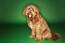 Urodziwy otterhound o gęstej, jasnobrązowej sierści