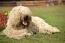 Komondor z długą, gęstą sierścią, leżący na trawie i odpoczywający zasłużenie
