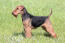 Młody welsh terrier pokazuje swoje piękne, krótkie ciało i kręconą sierść.