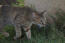 Kot arabski mau polujący w trawie