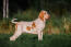 Bracco italiano pies stojący w polu