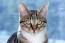 DraGon li kot portret z intensywnymi oczami