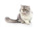 Miękki szary i biały perski kot cameo bicolor na białym tle