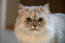 Srebrny tabby perski kot zbliżenie