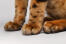 łapy kota bengalskieGo przypominające łapy tygrysa