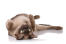Czekoladowy kot burmski przewrócony na grzbiet
