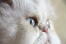 Uroczy kot w kamei z niebieskimi oczami i różowym noskiem z guziczkiem