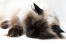 śpiący kot himalajski perski