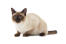 Ciekawski kot syjamski z jasnymi plamkami w kolorze tabby