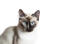 Kot syjamski w kolorze szylkretowym