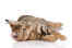 Toyger to kot domowy zaprojektowany tak, aby wyglądał jak tygrys