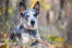 Zbliżenie pięknych, ostrych uszu australijskieGo psa do bydła