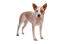 Młody, brązowo-biały australian cattle dog