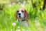 Piękny, mały beagle, wychylający głowę z długiej trawy