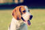 Zdrowy, młody szczeniak beagle z pięknymi, dużymi uszami
