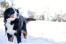 Dorosły pies rasy berneński górski, który korzysta z ruchu na świeżym powietrzu Snow