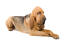 Zdrowy, dorosły bloodhound leży ze skrzyżowanymi łapami