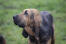 Wspaniała, gęsta i zdrowa sierść dorosłeGo bloodhounda