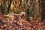 Border terrier wśród liści, z piękną, gęstą, kręconą sierścią