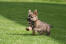Uroczy, mały cairn terrier bawiący się na trawie