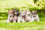 Pięć wspaniałych chińskich kotów grzebieniastych siedzących blisko siebie